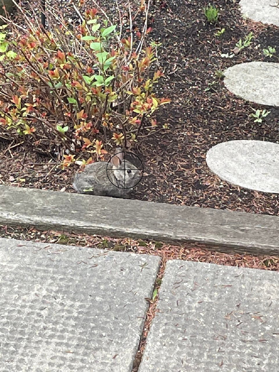 bunnie.jpg