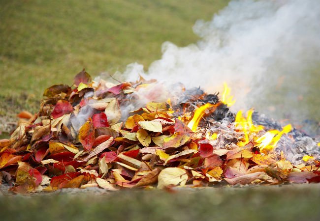 Burning_Leaves.jpg