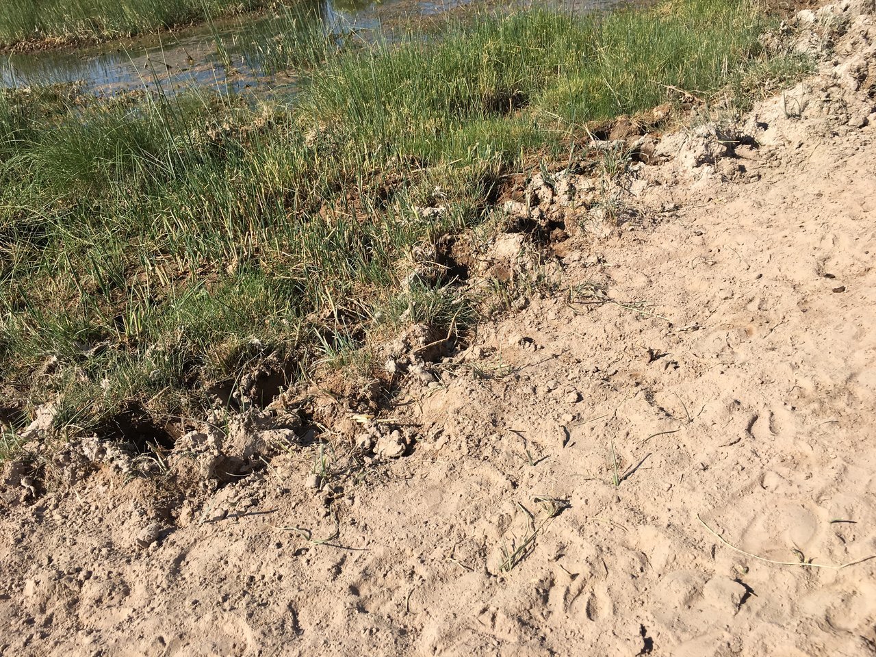 Burro: Antelope Tracks.jpg