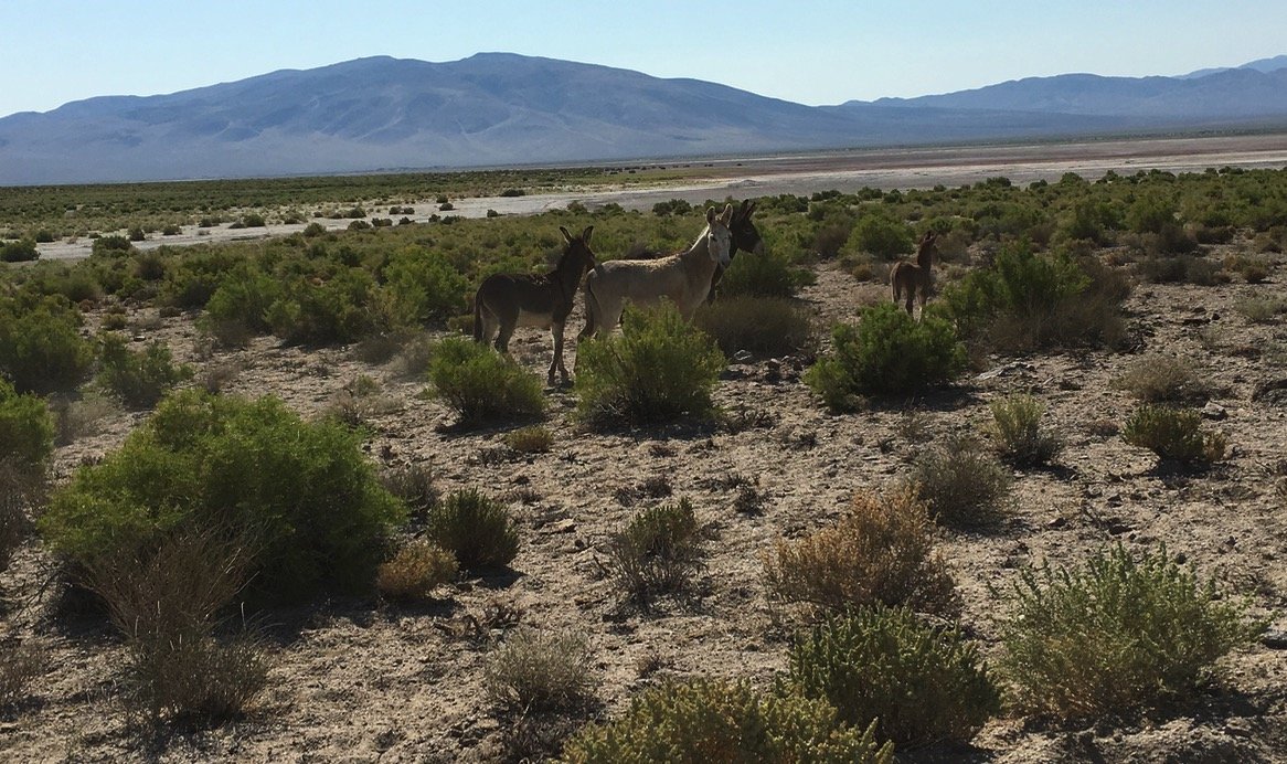 Burros in Mariatta, NV.jpg