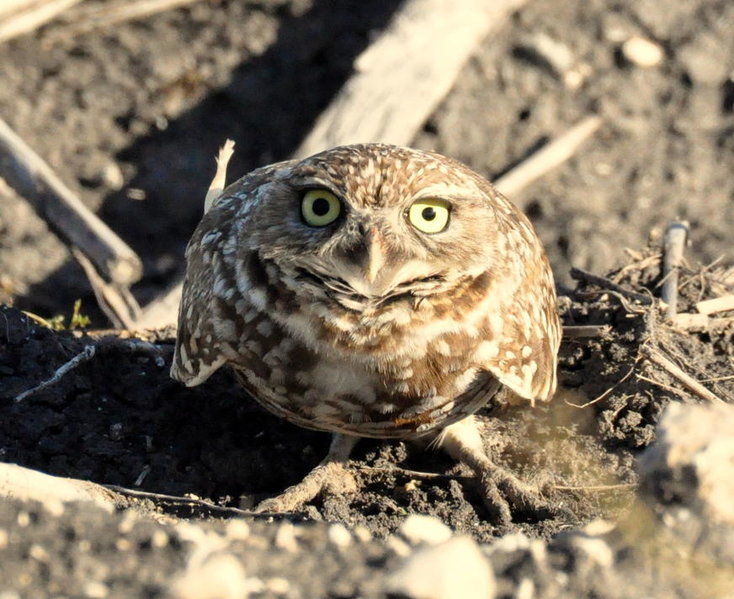 Burrowing owl 2.jpg