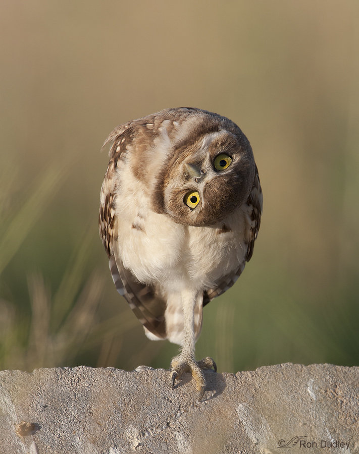 burrowing-owl-8956-ron-dudley.jpg