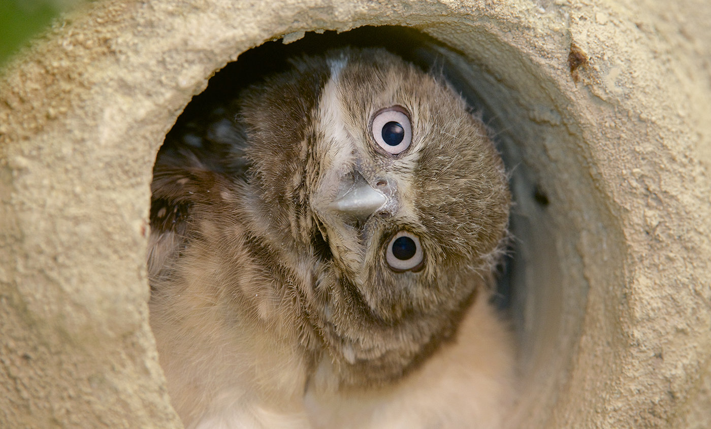 burrowingowl-001.jpg