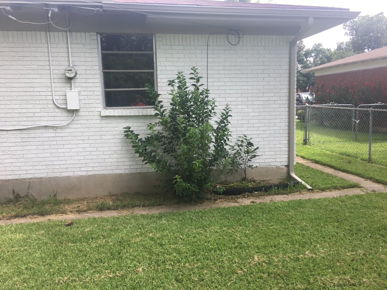 bush.jpg