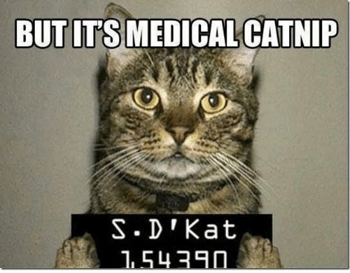 but-its-medicalcatnip-but-its-medical-catnip-mol-catnip-cat-24532061.jpg