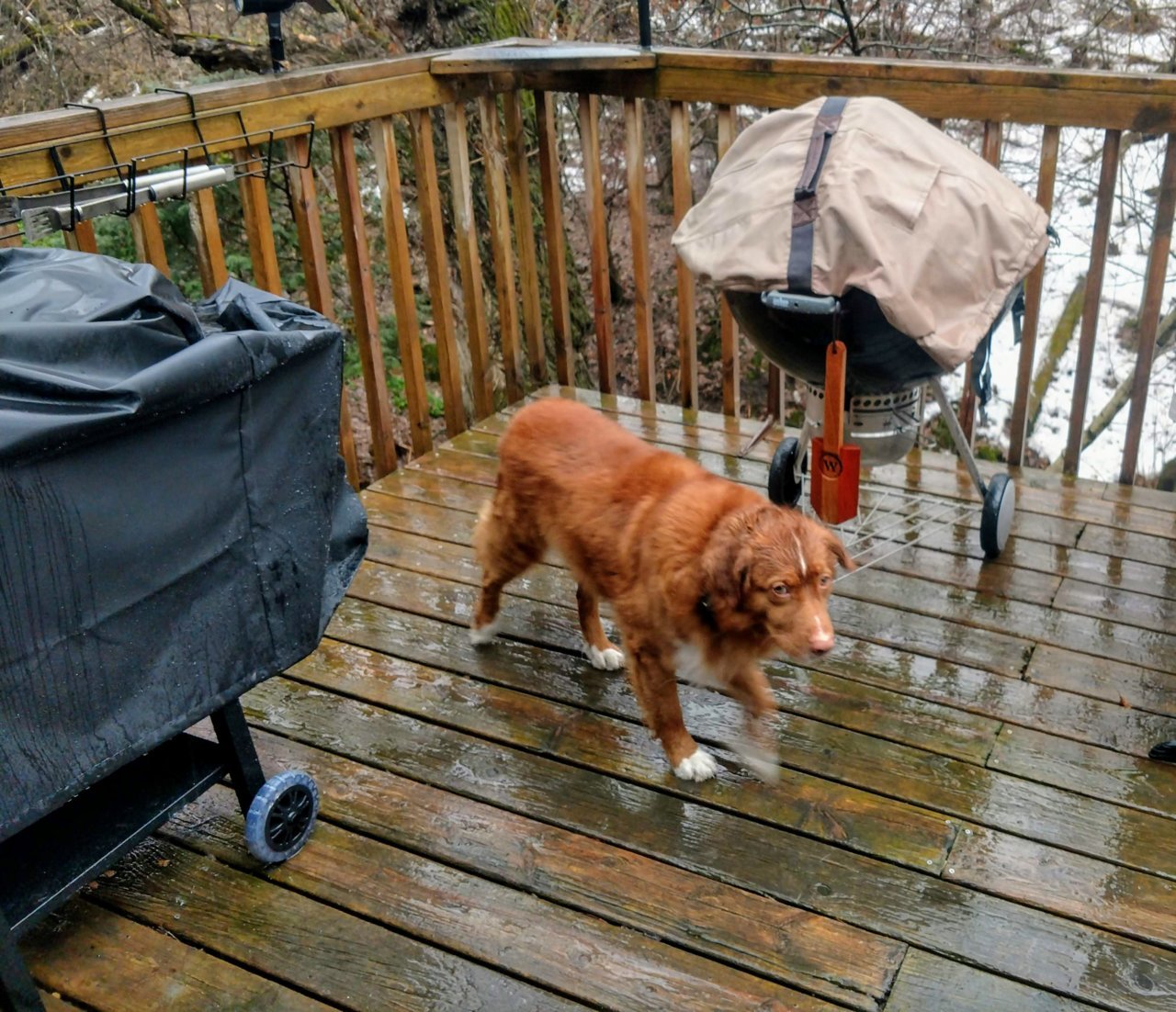 butchShop1Rain.jpg