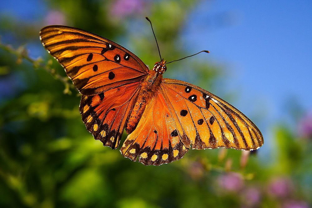 Butterfly1_6e8342cc7e32e5e32e5160b7ba58f163c9f71d01.jpg