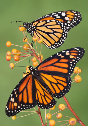 butterfly30.jpg