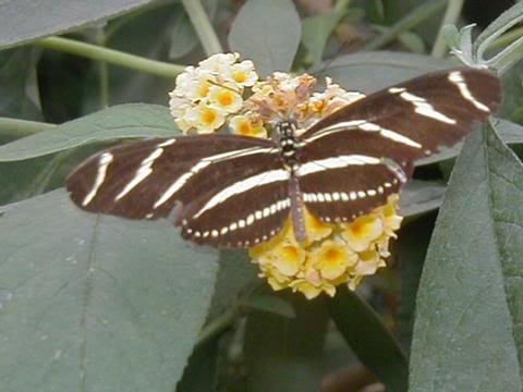 butterfly_e837e6cdc3bf3853d94a839542a224c696cef09d.jpg