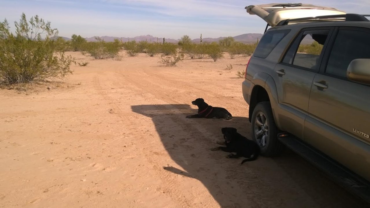 butthead and mutthead2 gila bend 2016.jpg