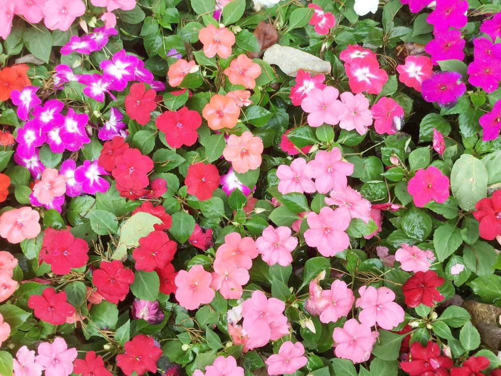 Buzzy-Lizzy_Impatiens-walleriana-1.jpg