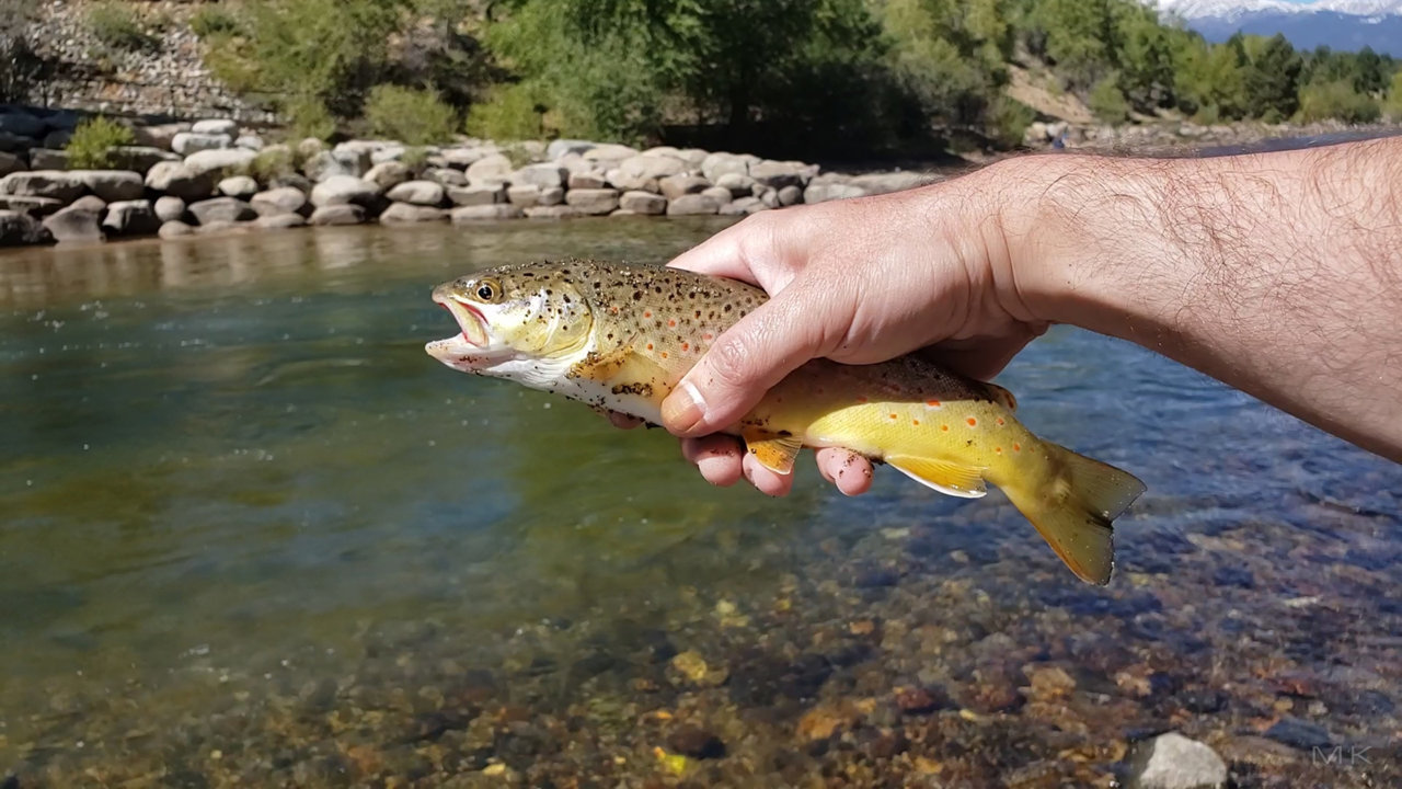 bv-fish.jpg