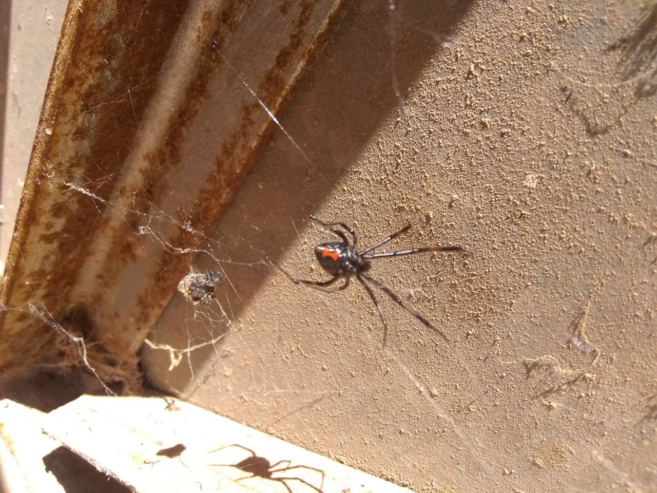 bwidow.jpg