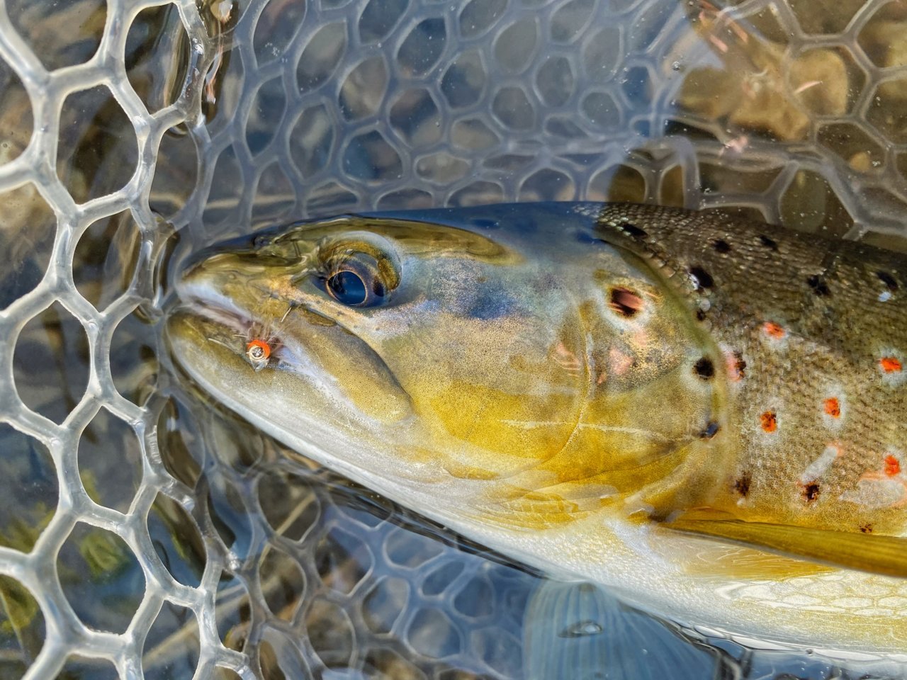 C22E5CDC-0FD3-47C8-BAF1-FA0738E2DA73.jpg