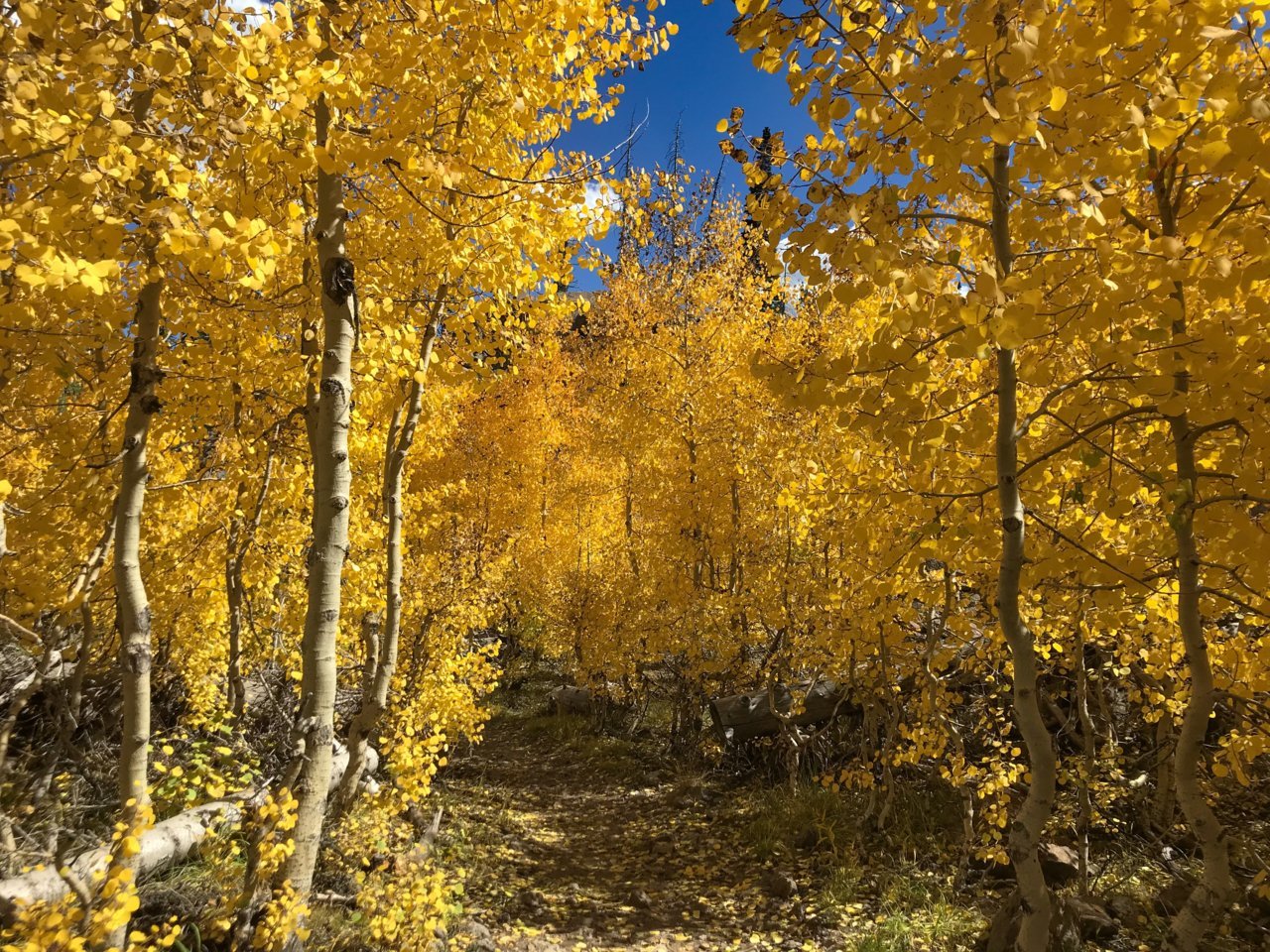 C47A7260-B998-4BE3-B8C1-A7B8B67978A0.jpg