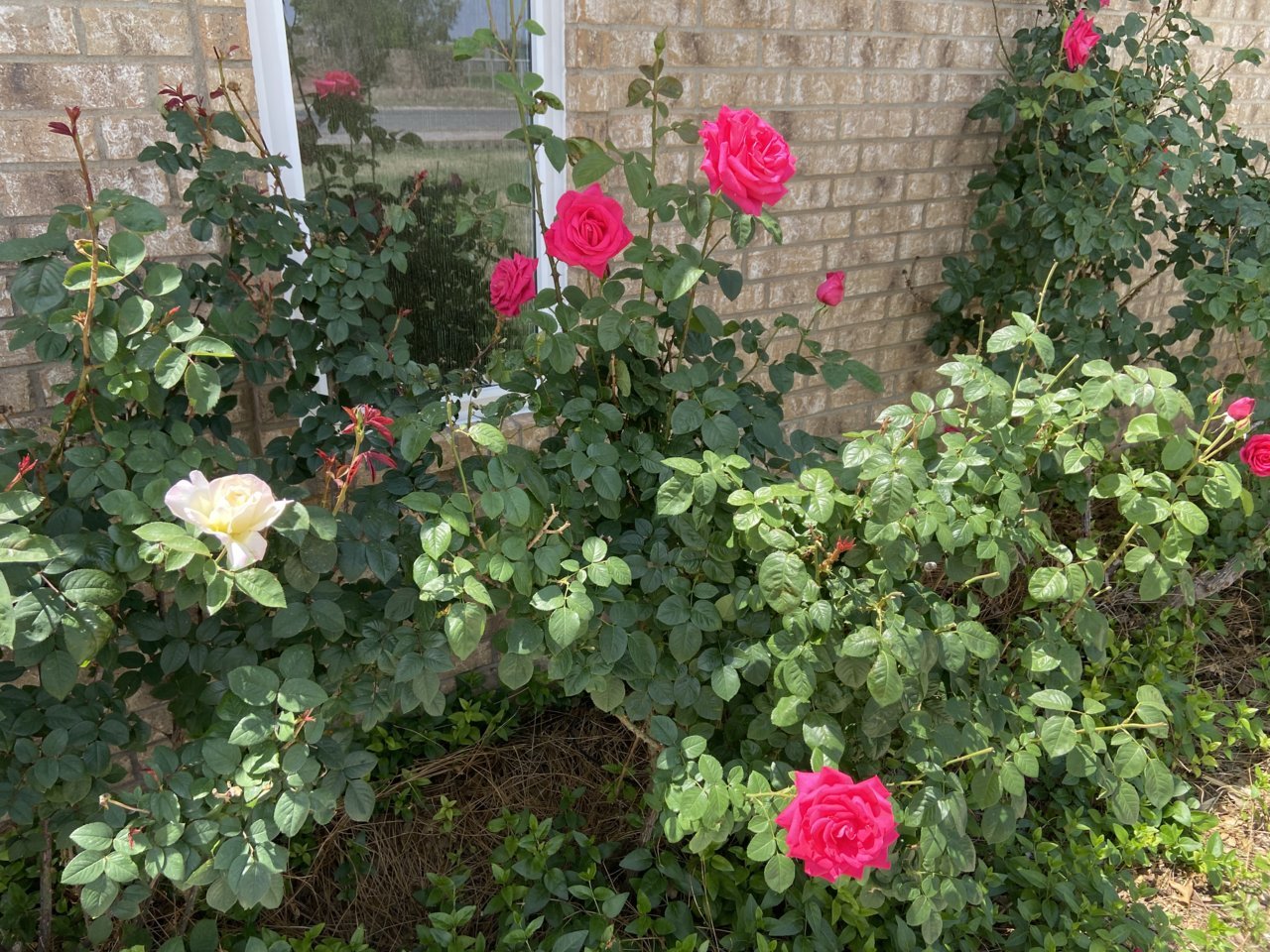 C52433E2-1D96-4693-A9DF-34126ED0CE9A.jpg
