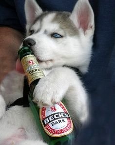 c702dcbf5c54482f6e12cb1edf50776b--husky-siberiano-husky-dog.jpg
