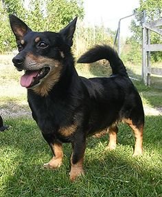 c758e3152624d2233746ea8a04b8aabe--lancashire-heeler-rare-dogs.jpg