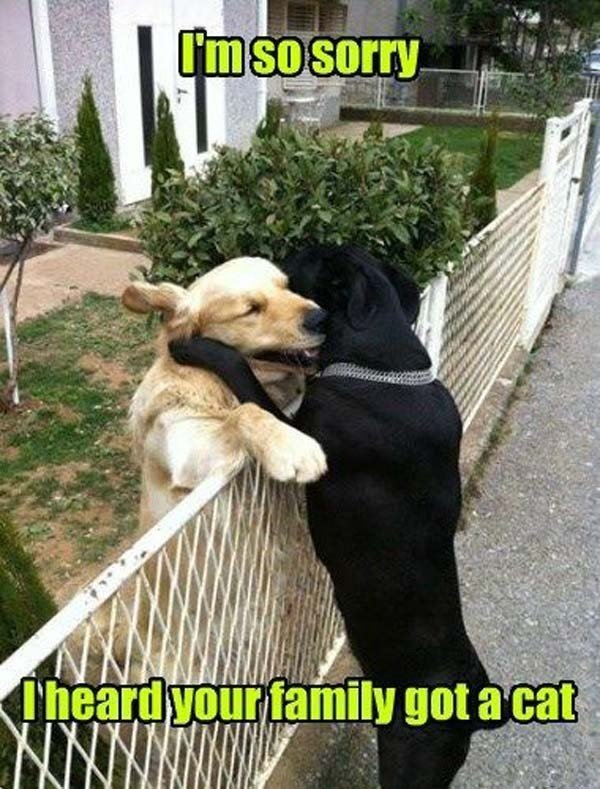 C_-animals-meme].jpg