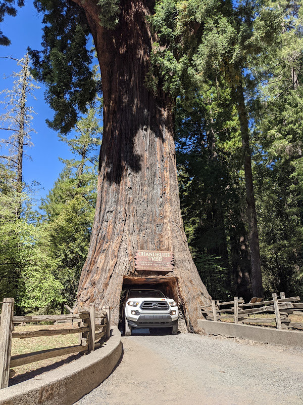 CA Drive through Tree.jpg