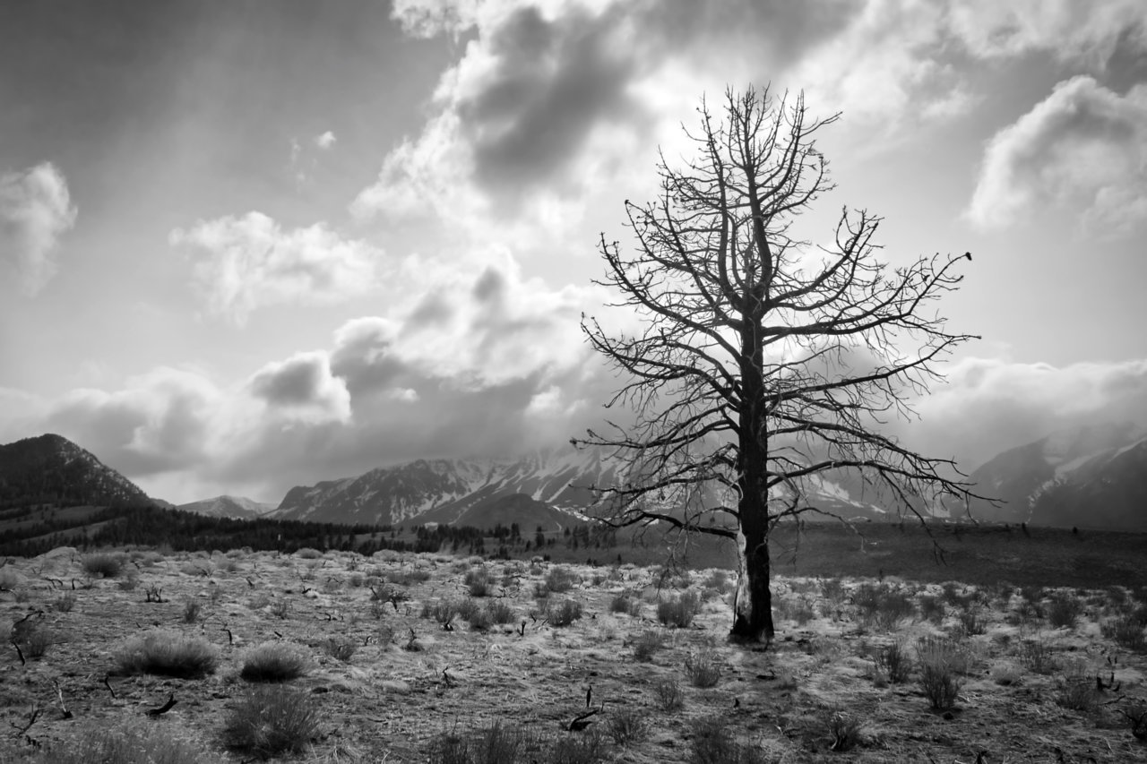 CA_Sierras__Faithfully Standing_BW.jpg