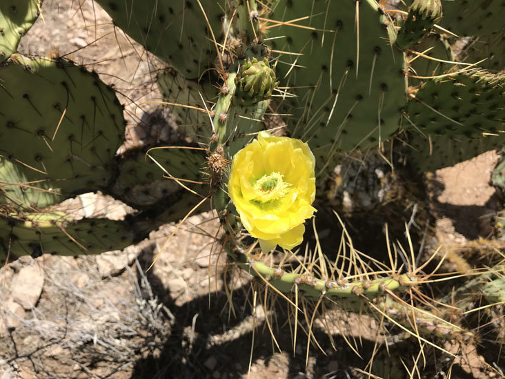 cacti_bloom.jpg