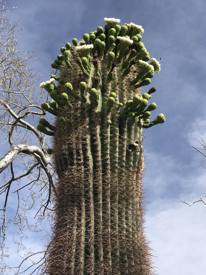 cacti_bloom3.jpg