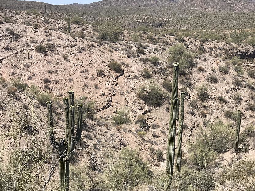 cactiblooms.jpg