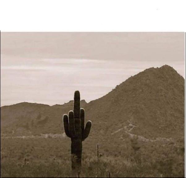 cactus bird_LI.jpg