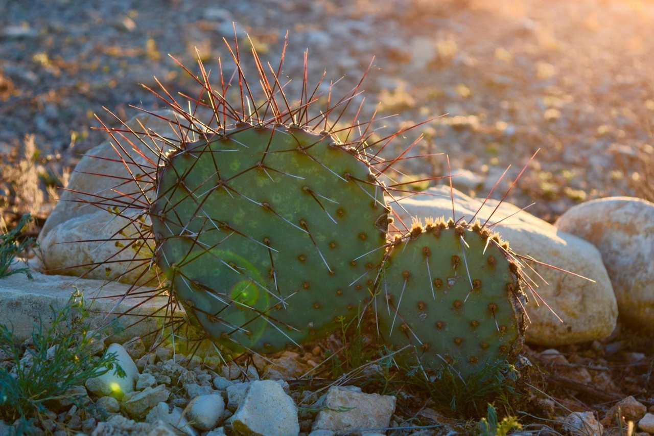 cactus.jpg