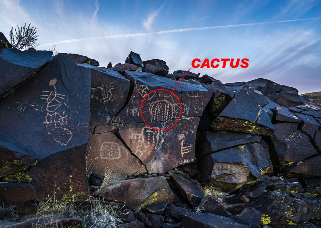 cactus.jpg
