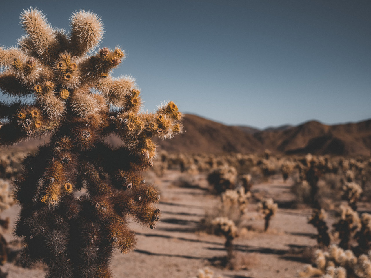 cactus2.jpg