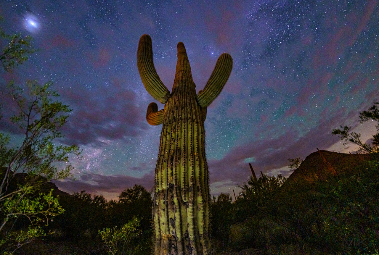 cactus2s.jpg