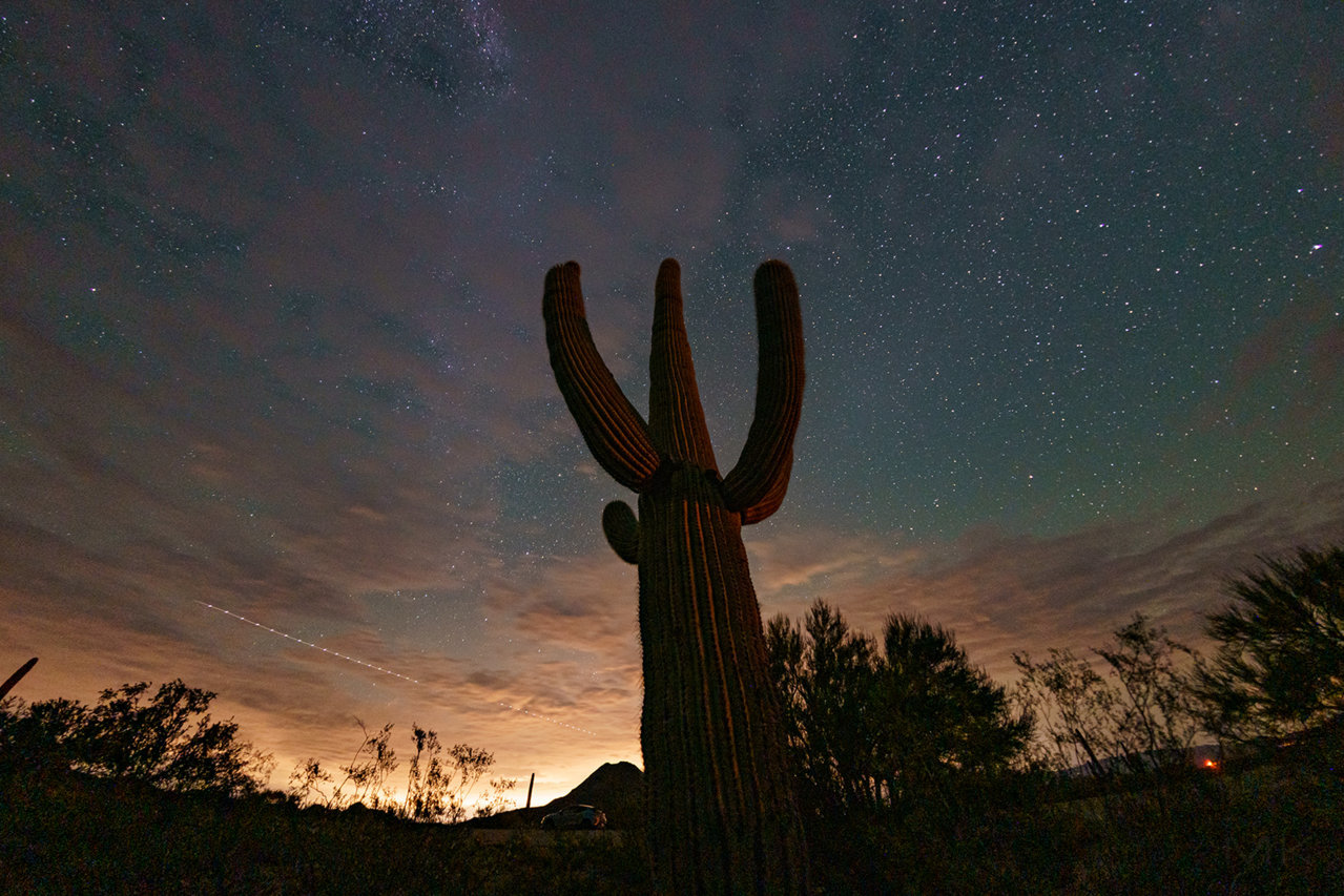 cactus5s.jpg