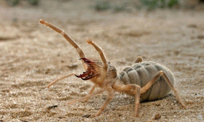 Cali_SunSpider_1.jpg