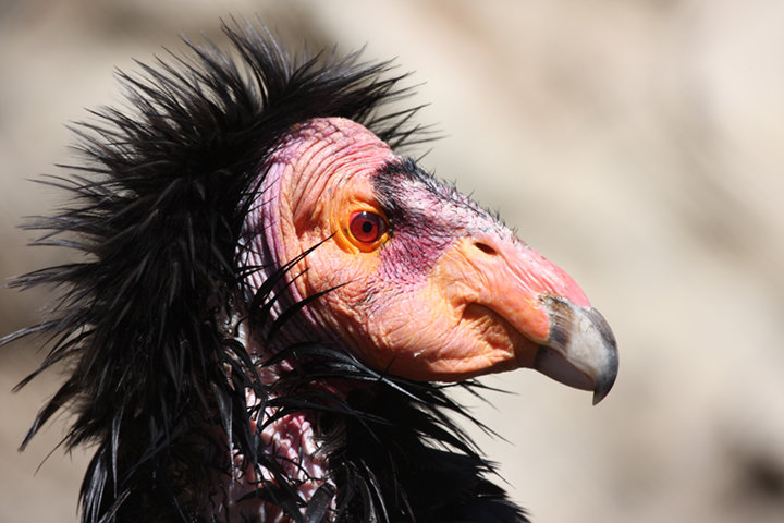 CaliforniaCondor_NathanRupertFlickr_2.jpg