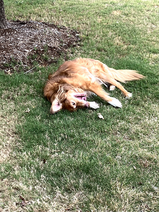Callie_2024-05-03 18.36.57.jpg