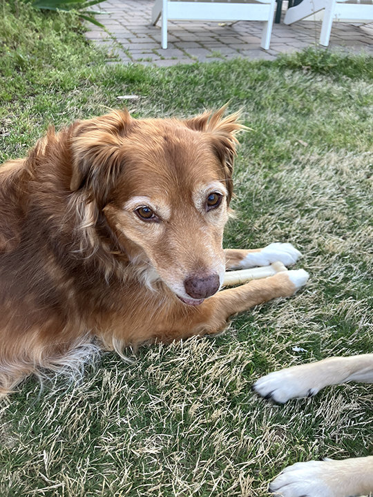 Callie_small-2024-04-23.jpg