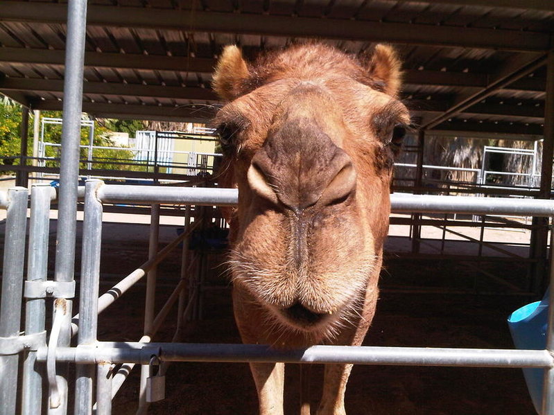 Camel 2.jpg