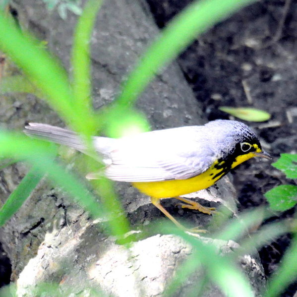 Canada Warbler.jpg