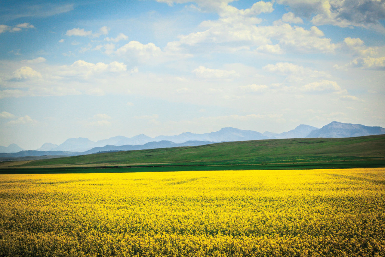 CANOLA MTN FIELD.jpg
