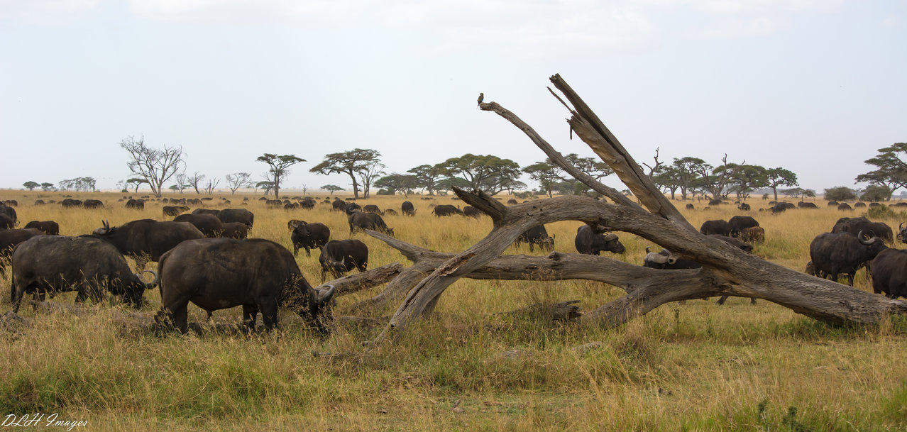 Cape Buffalo herd-0630.jpg
