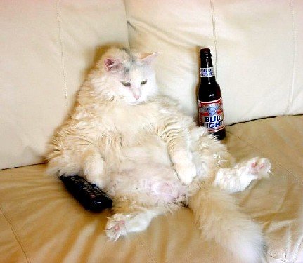 captioncat.jpg