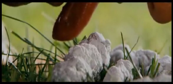 Capture4.jpg