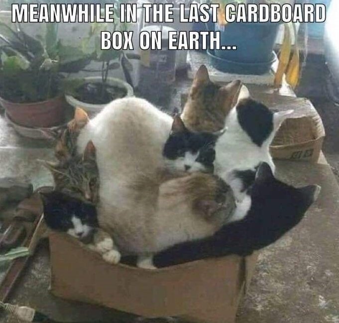 cardboard-box_98bf38eb3e5c36372dfd3a20e4347ba30e7a6f5f.jpg