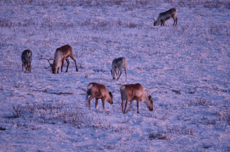 Caribou.jpg