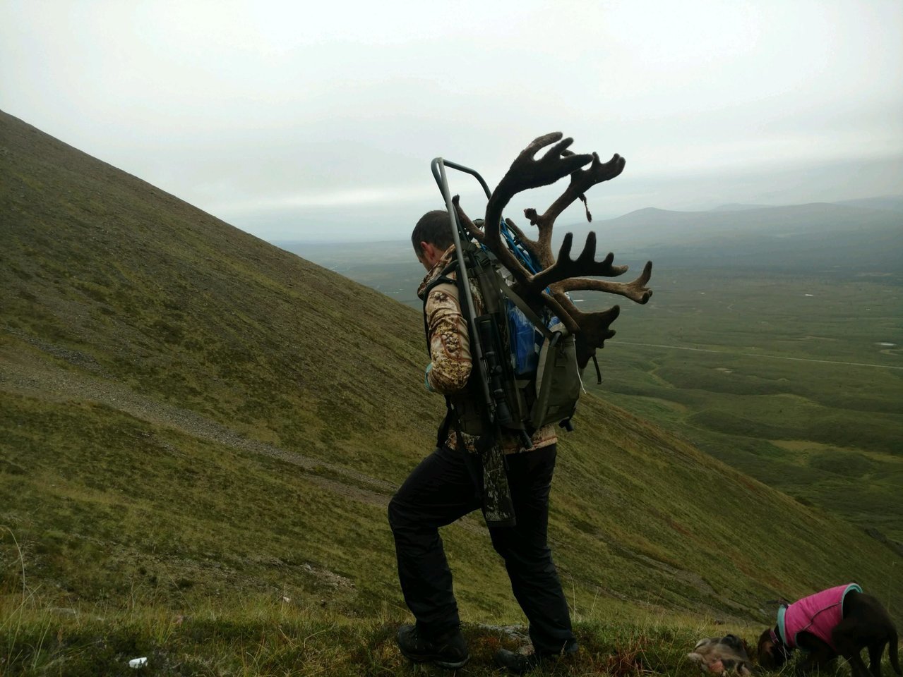 Caribou1.jpg