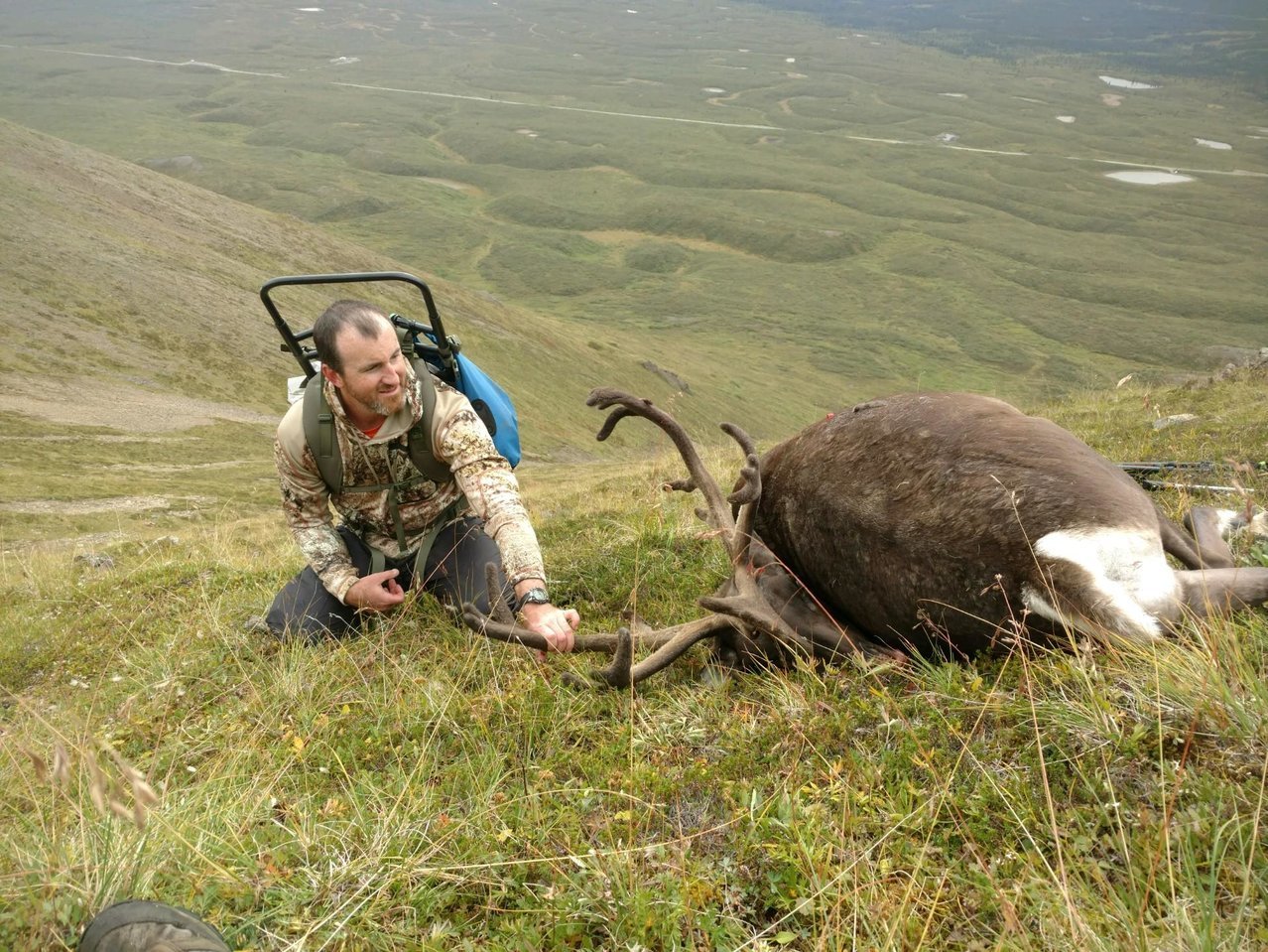 Caribou2.jpg
