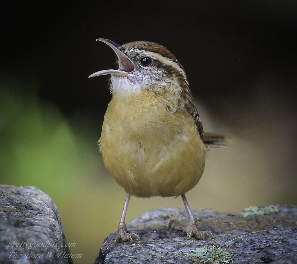 Carolina Wren.1.jpg