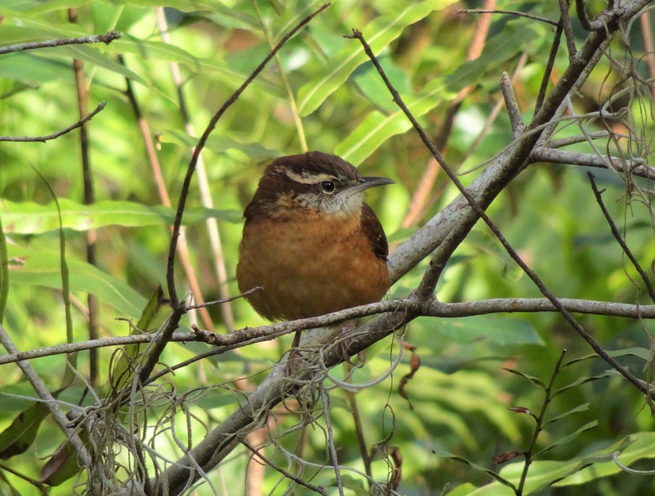 carolina wren.jpg